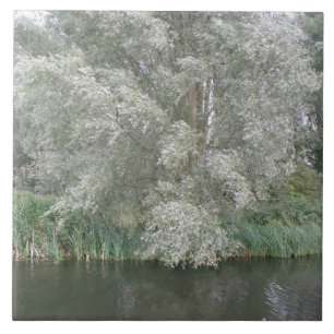 Carreau Arbre blanc et tuile du paysage fluvial