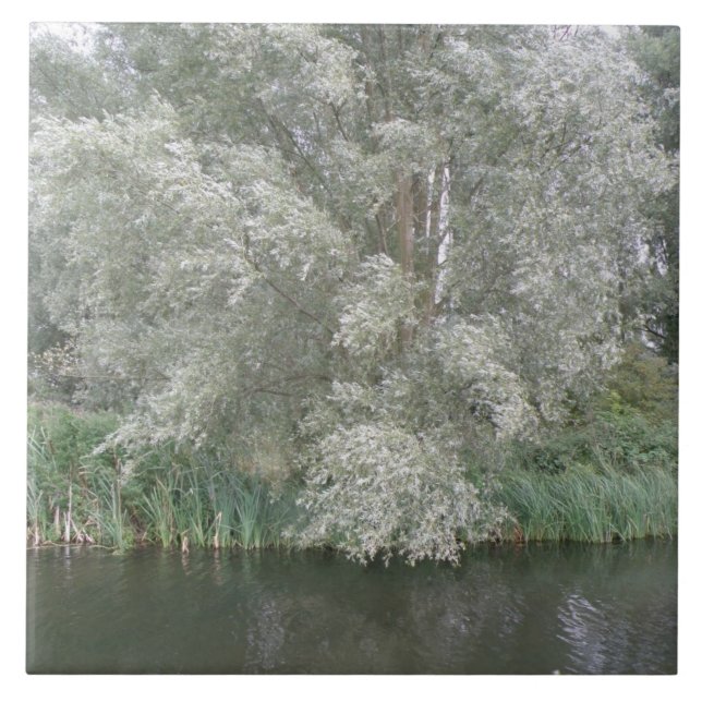 Carreau Arbre blanc et tuile du paysage fluvial (Devant)