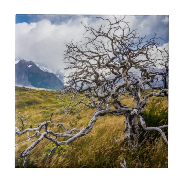 Carreau Arbre brûlé, Torres del Paine, Chili (Devant)