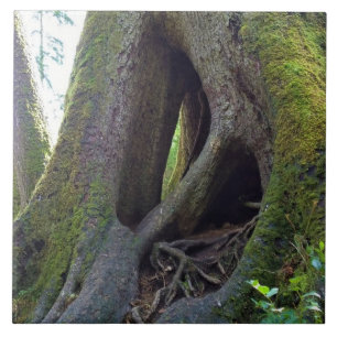 Carreau Arbre cathédrale, Astoria, Oregon