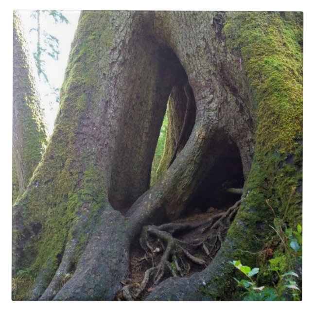 Carreau Arbre cathédrale, Astoria, Oregon (Devant)