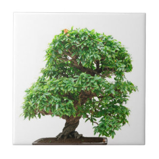 Carreau Arbre de bonsaïs de punica granatum