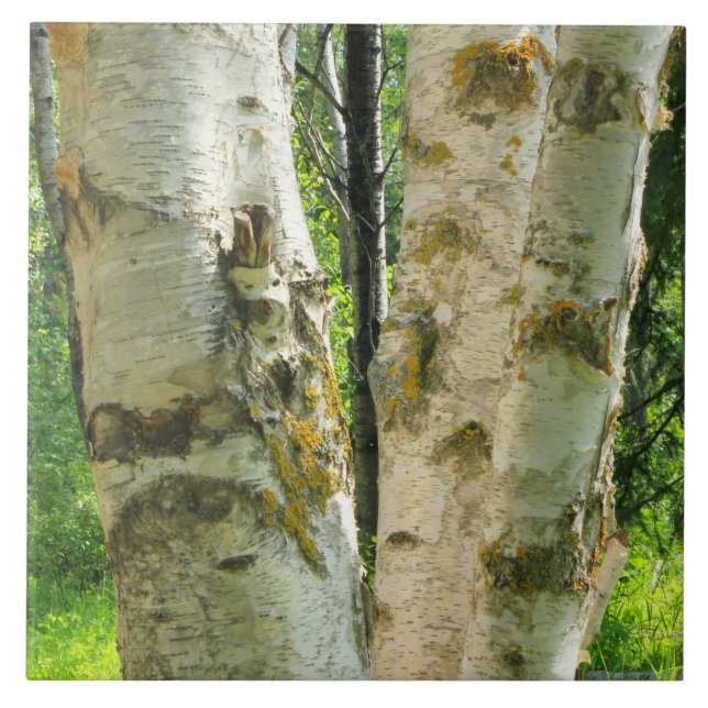 Carreau Arbre de bouleau (Devant)