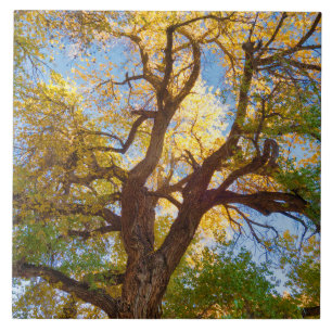 Carreau Arbre de Cottonwood Parc national de Capitol Ree