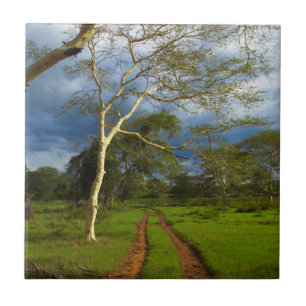 Carreau Arbre De Fièvre (Acacia Xanthophloea) Par Piste De