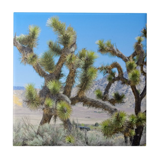 Carreau Arbre de Joshua en Californie     (Devant)