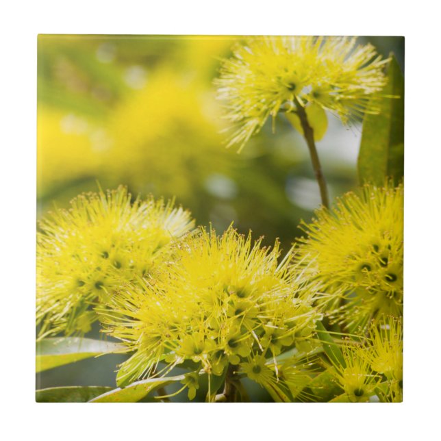 Carreau Arbre de mimosa jaune brillant (Devant)