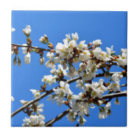 Arbre de printemps blanc fleuri blanc