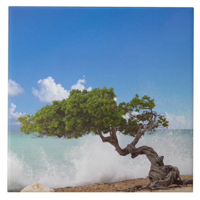Carreau Arbre Divi Divi, Eagle Beach, Aruba, Caraïbes (Devant)