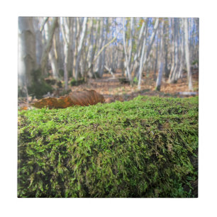 Carreau Arbre en mousse d'automne - Céramique personnalisé
