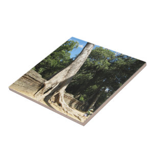 Carreau Arbre géant Banyan ... Temple de Ta Prohm, Cambodg