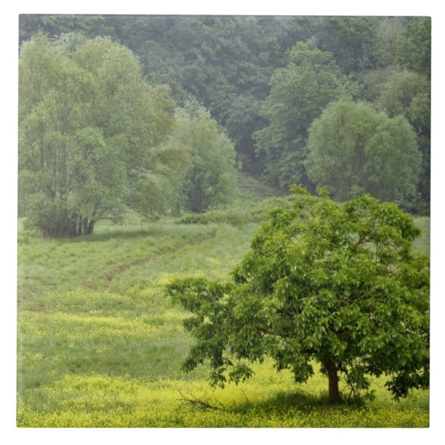 Carreau Arbre isolé dans un champ agricole, Toscane, 2 (Devant)