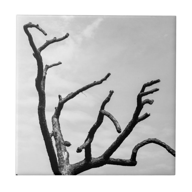 Carreau arbre libre (Devant)