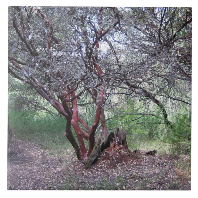 Carreau Arbre manzanita (Devant)