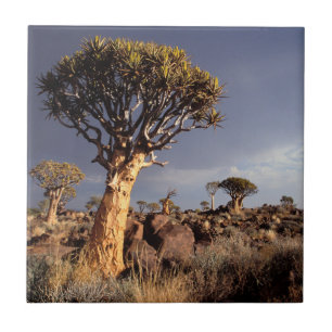 Carreau Arbres à carquois (Aloe Dichotoma)