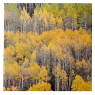 Carreau Arbres d'Aspen   White River National Forest