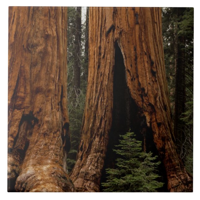 Carreau Arbres de séquoia, Parc national de Sequoia. (Devant)