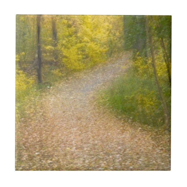 Carreau Arbres en couleurs d'automne et chemin recouvert d (Devant)