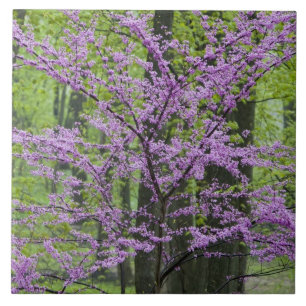 Carreau Arbres rouges en pleine floraison printanière pr