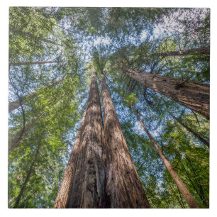 Carreau Arbres séquoias   Comté de Marin, Californie