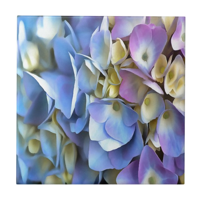 Carreau Arbuste bleu Hydrangea Arbuste Artistique Bossom (Devant)
