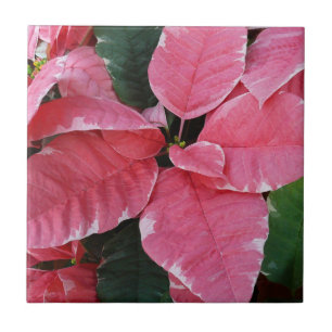 Carreau Argent Star Marbre Poinsettias Pink Holiday Floral
