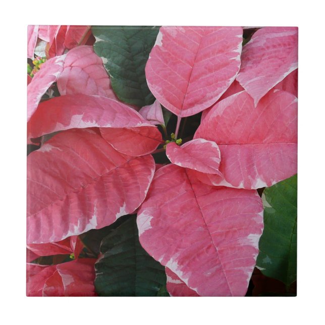 Carreau Argent Star Marbre Poinsettias Pink Holiday Floral (Devant)