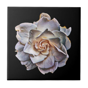 Carreau Arrière - plan noir Gardenia blanc