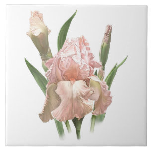 Carreau Art Botanique Fleur Iris, Joliment Porté Rose