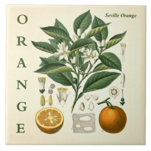 Carreau Art de cuisine vintage : Fleurs d'orange d'arbre d