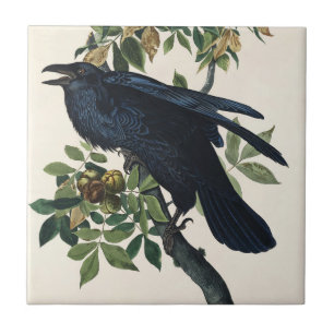 Carreau Art de la nature de l'oiseau corbeau Audubon vinta