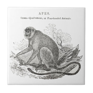 Carreau Art de singe vintage 1800