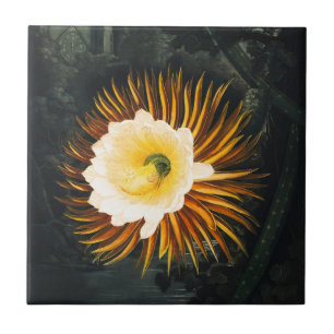 Carreau Art gothique de Cereus nocturne vintage