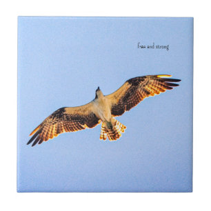 Carreau Art Osprey gratuit