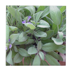 Carreau Art sage de photographie de collection d'herbe