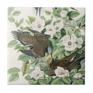 Carreau Art vintage d'Audubon sur la tourterelle triste, o
