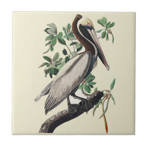 Carreau Art vintage d'Audubon sur le Pélican brun, oiseau