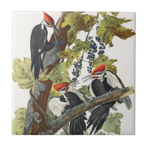 Carreau Art vintage de l'oiseau pic à tête rouge d'Audubon