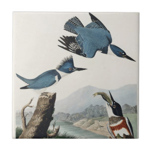 Carreau Art vintage du martin-pêcheur à ceinture d'Audubon