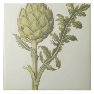 Carreau Artichaut : Scolymus de Cynara, c.1568
