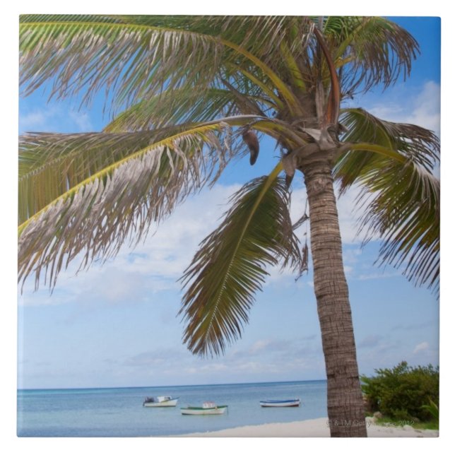 Carreau Aruba, palmier sur la plage (Devant)