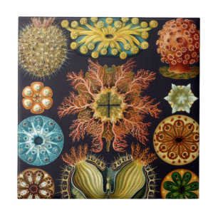 Carreau Ascidiae par Ernst Haeckel, Animaux marins Vintage