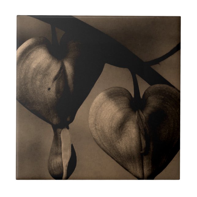 Carreau Asie Bleeding-Heart lamprocapnos Art Photographie (Devant)