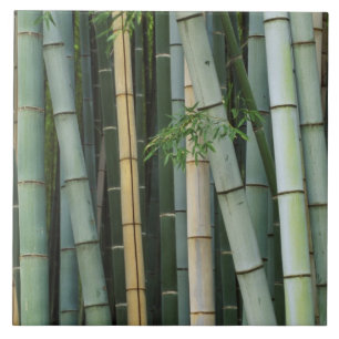 Carreau Asie, Japon, Kyoto, Arashiyama, Sagano, Bambou