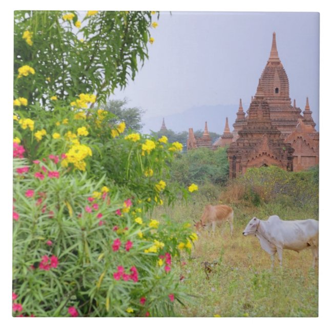 Carreau Asie, Myanmar (Birmanie), Bagan (Pagan). Vaches (Devant)