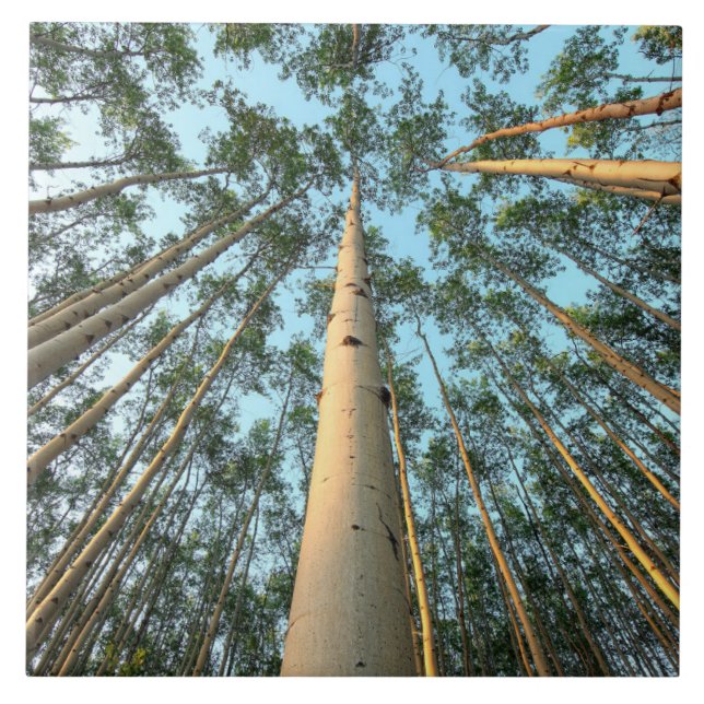 Carreau Aspen Trunks And Leaves, Yukon (Devant)