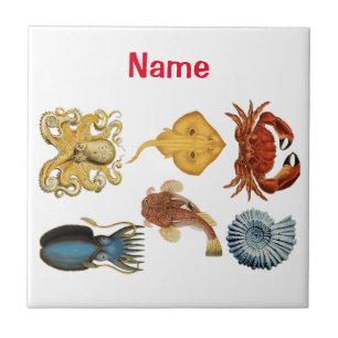 Carreau Association d'apaces de mer uniques Thunder_Cove