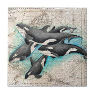 Carreau Atlas de carte d'orque