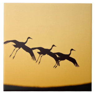 Carreau Atterrissage de la grue de Sandhill au coucher du 