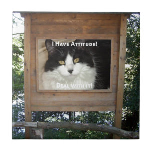 Carreau Attitude du chat